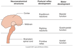 <p>- Abnormalities of reflex organization have been used by many clinicians to explain disordered motor control in the patient with a neurologic disorder.</p><p>- CNS maturation is the primary agent for change in development. Motor Control emerges from reflexes that are organized in various levels</p><p>*What/where will you see this in the clinic? Brain injuries results in loss of higher control... Lower level reflexes becoming exaggerated and pathological.</p><p>- Brunnstrom and Bobath (1960's - 1970's)- NDT Neurodevelopmental Treatment - spurred as a result of this theory.</p>