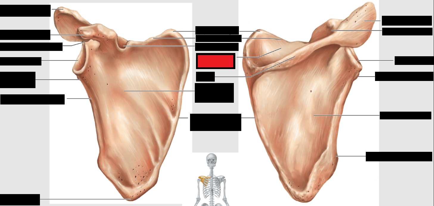 <p>Which part of the scapulae is this?</p>