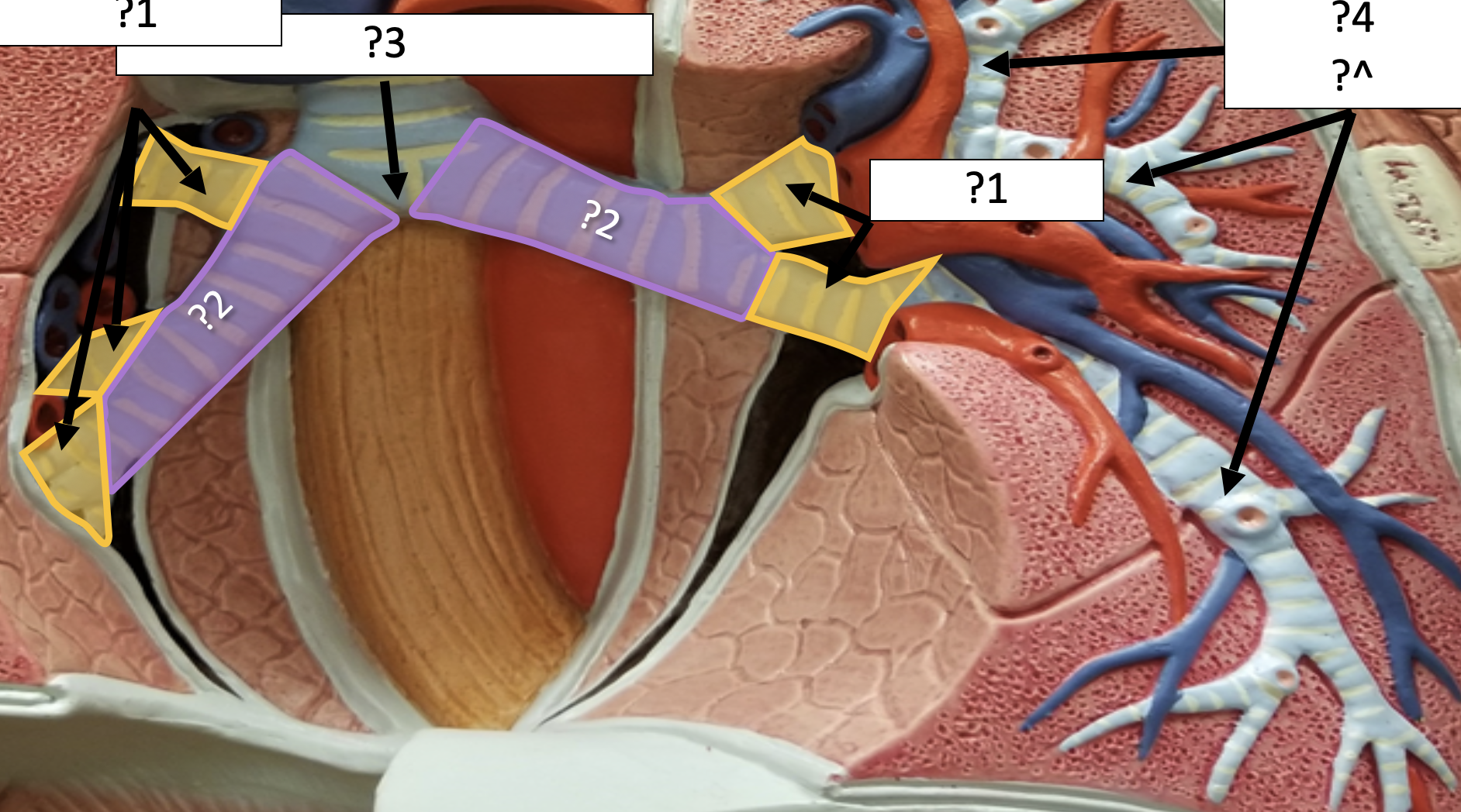<p>3 Name the specific point?</p>