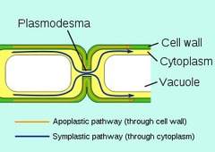 <p>Narrow channels between plant cells; resemble the gaterm-26p junctions of animal cells</p>