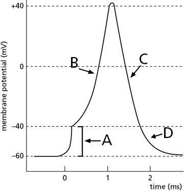 <p><span>If a chemical blocks the voltage-gated K</span><sup>+</sup><span> channels in an action potential, which region of the action potential will be the most affected?</span></p>