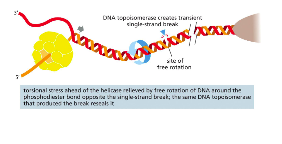 <p><span>An enzyme that relieves tension ahead of the replication fork by cutting and rejoining DNA strands</span></p>