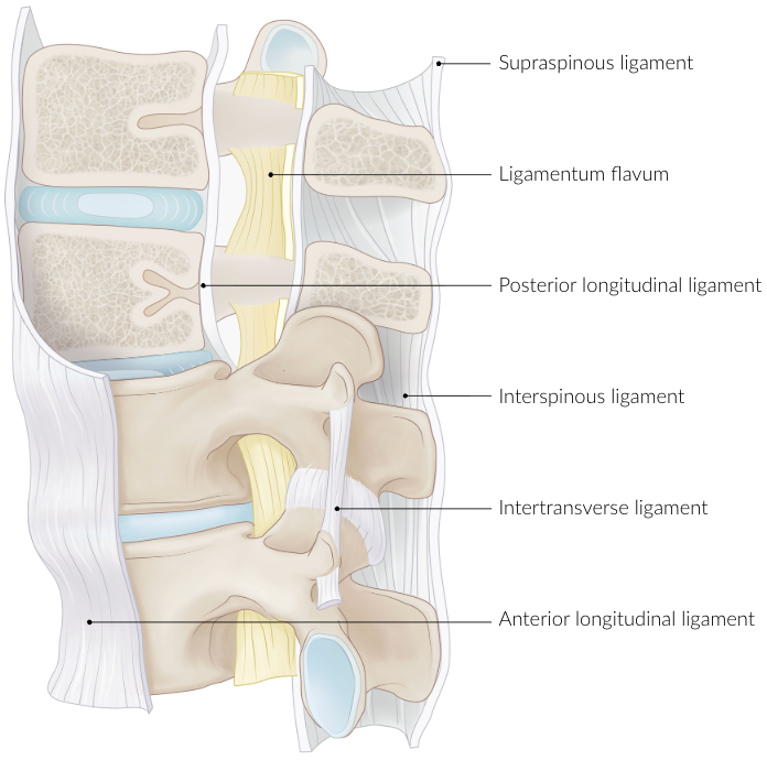 <p>Attach to adjacent vertebrae laminae</p><p>Support upright posture</p>
