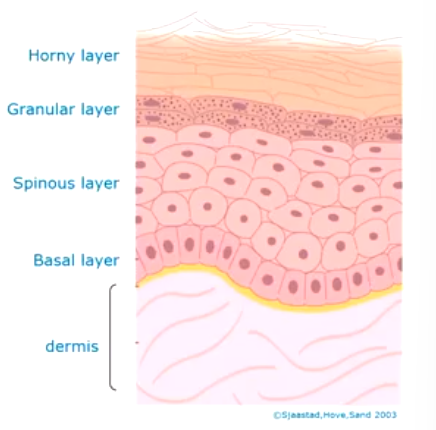 <ul><li><p>skin splits into 4 layers of the epidermis </p></li><li><p>Periderm is lost </p></li><li><p>cells of the epithelium = Keratinocytes (presenece of keratin) </p></li></ul><p></p>