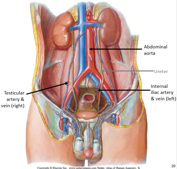 <ul><li><p><strong>Testes</strong>: <em>testicular arteries</em> (branch of <em>gonadal arteries</em> of abdominal aorta)</p><ul><li><p>Testicular arteries go out of the <strong>inguinal ring</strong> through the <strong>inguinal canal</strong> → testes; testicular torsion cuts off the blood supply of testicular arteries</p></li></ul></li><li><p><strong>Prostate</strong>: branches of <em>internal iliac artery</em></p></li><li><p><strong>Pen!s</strong>: branches of <em>internal pudenal artery</em></p></li></ul><p></p>
