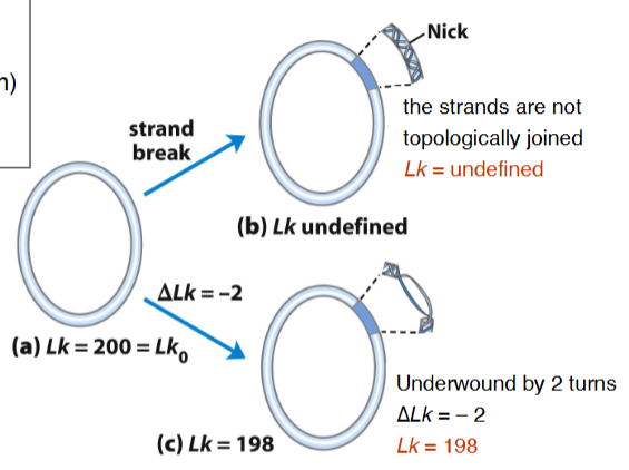 <p>Relaxed DNA:</p><p>2100 bp DNA / (10.5 bp/turn)</p><p>Lk = 2100 ÷ 10.5</p><p>Lk = 200</p>