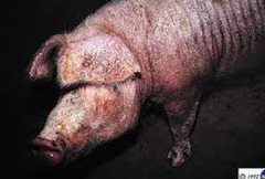 <p>What is the most common clinical sign of pigs with Sarcoptic mange?</p>