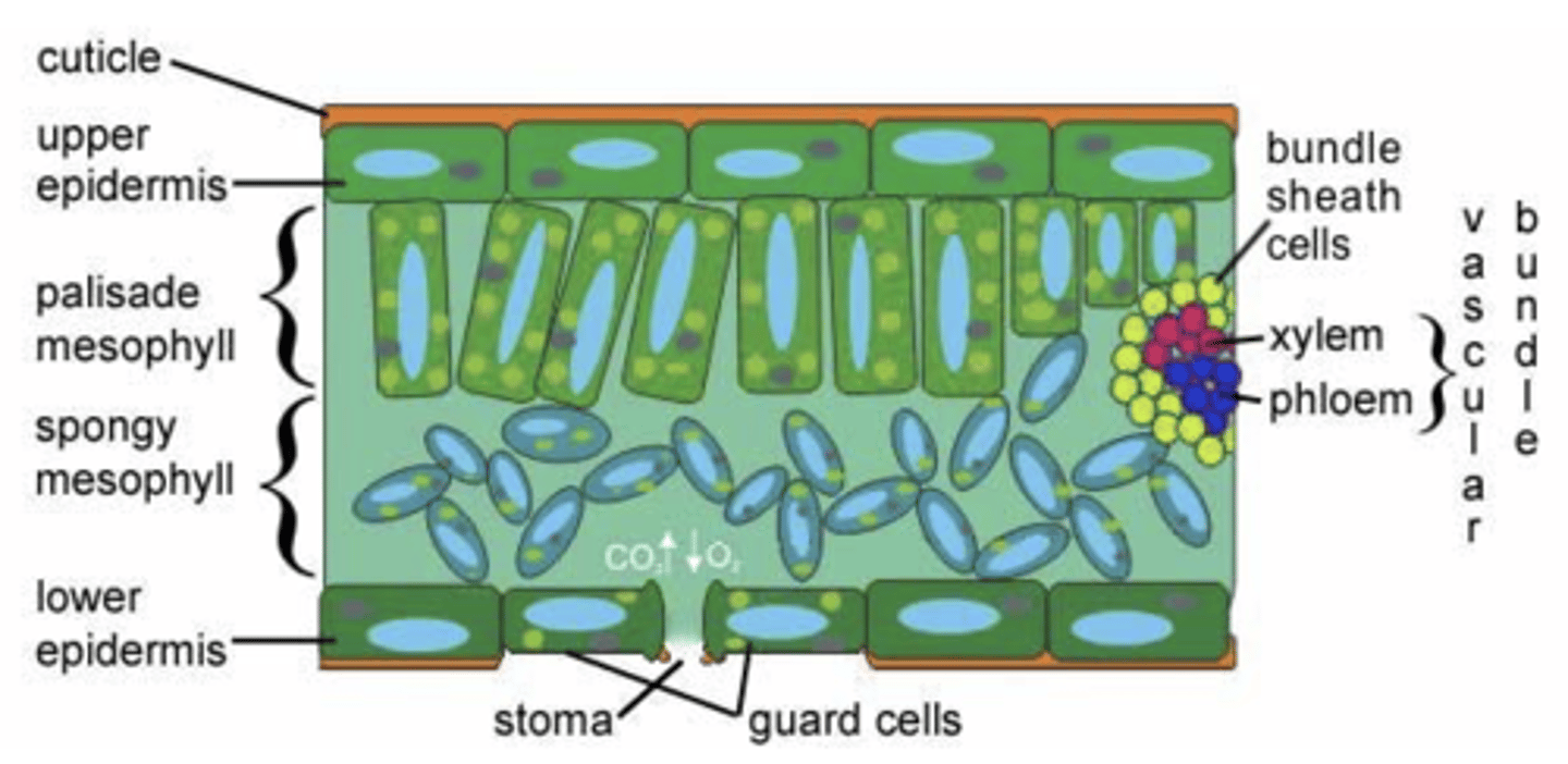 <p>lower epidermis</p>