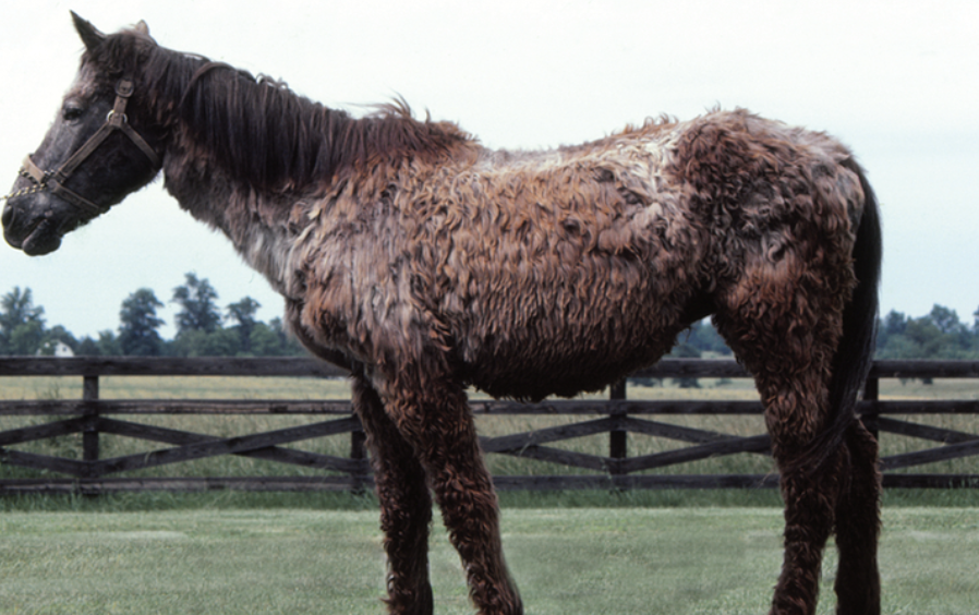 <p><strong>Du undersöker en äldre häst med kraftigt ökad pälstillväxt och avsaknad av normal pälsfällning (se bild nedan).</strong></p><p class="p1"><strong>a)</strong> Vad kallas denna typ av ökad behårighet? <strong>(1p)</strong></p>