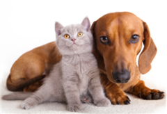 <p>we get along well (with each other)</p>
