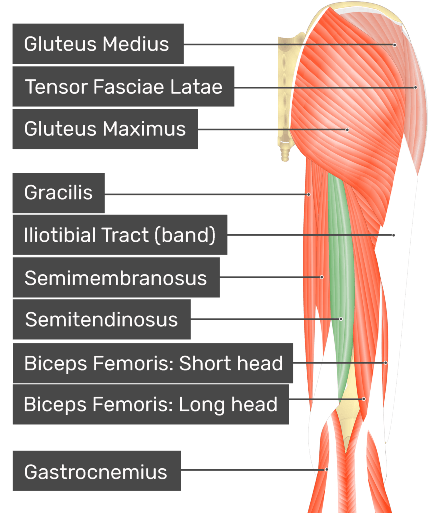 <p>semitendinosus</p>