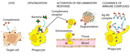 <ol><li><p>lysis</p></li><li><p>opsonisatie (<em>pathogenen merken zodat fagocytose sneller/makkelijker gebeurt)</em></p></li><li><p>activatie inflammatoire respons</p></li><li><p>klaren immuuncomplexen </p></li></ol><p></p>