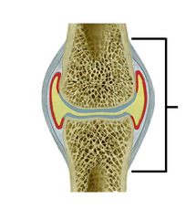<p>Fibrous envelope that encloses a synovial joint</p>
