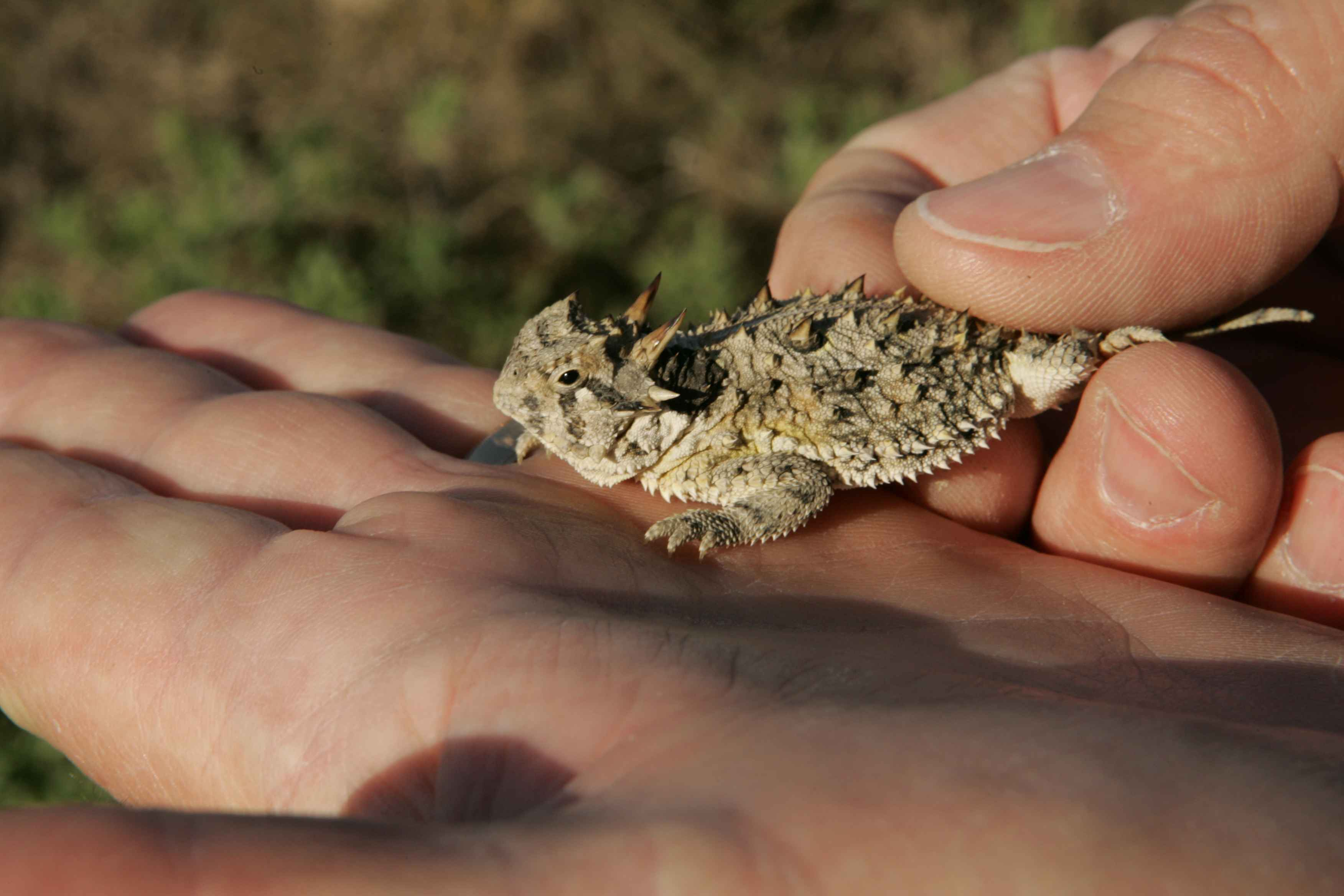 <p>Phrynosoma cornutum</p>