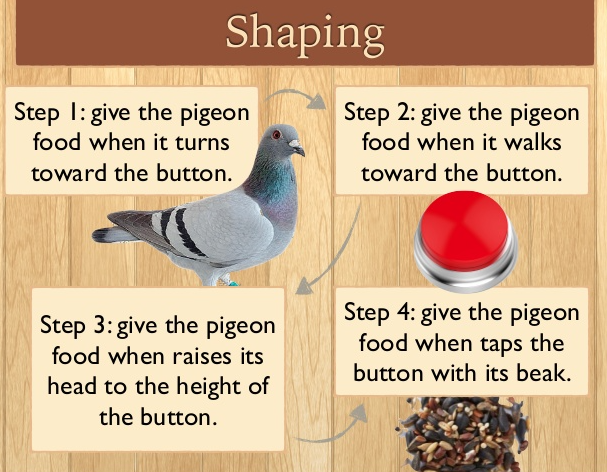 <p><span style="color: mediumseagreen !important;"><strong>Shaping</strong></span><span> is when behavior that is </span><strong><u>closer and closer</u></strong><span> to the&nbsp;target behavior&nbsp;is&nbsp;</span><strong>reinforced</strong></p>