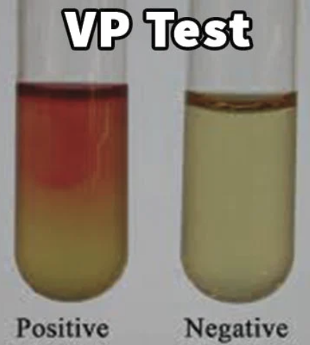 <p><u>Left:</u> rose coloration = positive result of glucose fermentation that created the end product of acetoin production</p><p><u>Right:</u> no rose coloration = negative result, no acetoin product = not using neutral fermentation pathway</p>