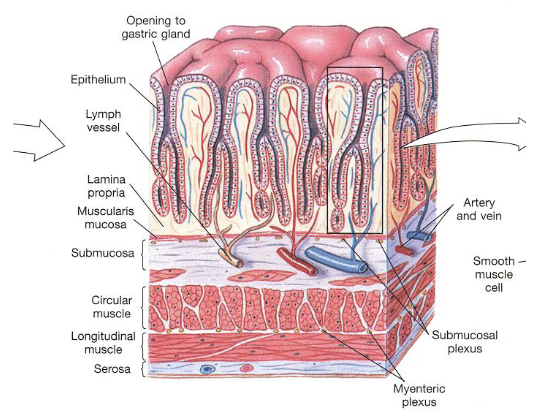 <ul><li><p>This layer produces gentle rhythmic contractions that expel epithelial secretions from glands into the lumen and alters surface area by causing villi to move back and forth (enhancing contact between epithelium and luminal contents)</p></li></ul><p></p>