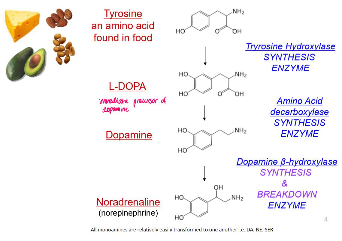 <ol><li><p><strong>Tyrosine</strong> (amino acid) synthesised from food (cheese, nuts, avocado)</p></li><li><p>Tyrosine converted to <strong>L-DOPA </strong>(immediate precursor of dopamine) by <strong>tyrosine hydroxylase</strong> (synthesis enzyme)</p></li><li><p>L-DOPA converted to <strong>dopamine</strong> by <strong>amino acid decarboxylase</strong> (synthesis enzyme)</p></li></ol><p></p>