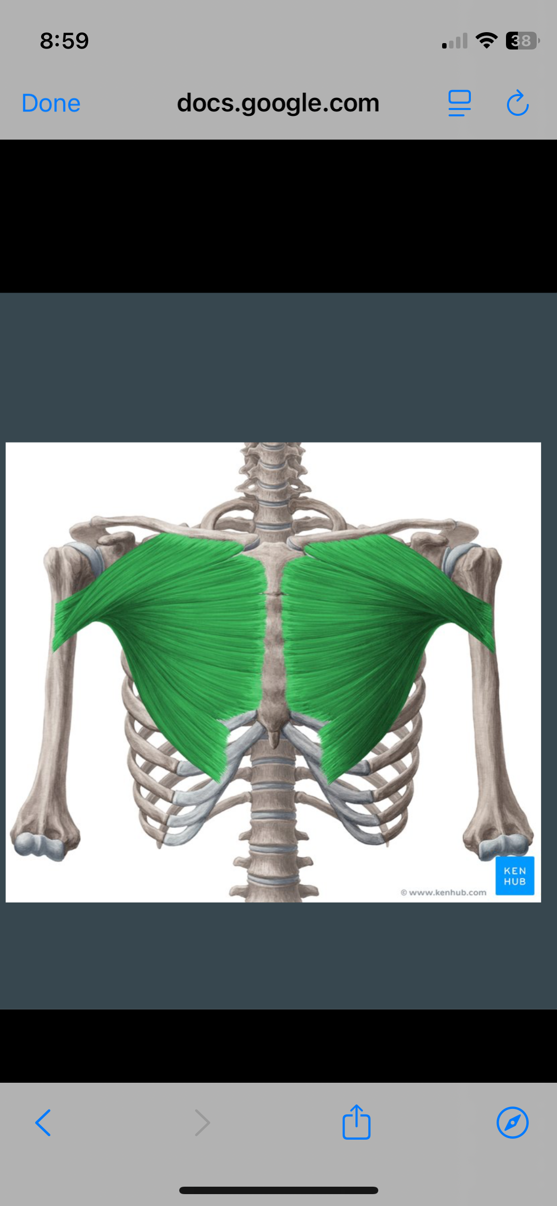 <p>Pectoralis Major</p>