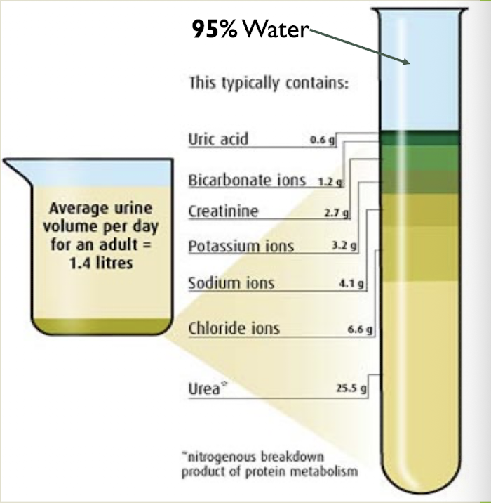<p>Urine composition</p>