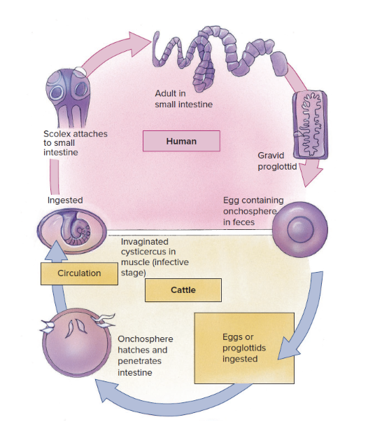 <ul><li><p>very specialized gut (intestine) parasites of vertebrates</p></li><li><p>anatomically simple because most of their needs are stolen from the host (like secondary organelle)</p><ul><li><p>no digestive system; they absorb predigested nutrients from the small intestine of host</p></li><li><p>no excretory system, only absorb what they need.</p></li><li><p>JUST reproductive systems</p></li></ul></li><li><p>has intermediate hosts in life cycles.</p></li></ul><p></p><p>Cestode has:</p><ul><li><p>head/scolex: hook to grab on to host intestine, and sucker.</p></li><li><p>the long body of the animal divides into proglottids. As new proglottids keep getting produced from the neck, older/mature ones are pushed towards the end</p></li><li><p>mature proglottids have a sac of fertilized eggs, and can break off and release the eggs</p></li></ul><p></p><p>life cycle: </p><ul><li><p>proglottid in feces releases gertilized eggs, which are ingested by cattle. the eggs become onchosphere, hatches and penetrates the intestine, and carried around in the circulatory system into the muscle tissue</p></li><li><p>Humans eat the muscle tissue, where the invaginated cysticercus (infective stage) enters the small intestine, and the scolex attaches to the small intestine. Grows, feeding on food</p></li><li><p>breaks off mature proglottids for release into feces. </p></li></ul><p></p>
