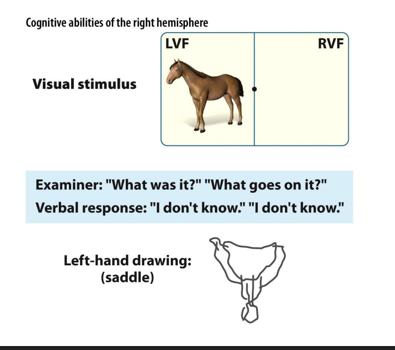 <p>Sperry</p><ul><li><p>in split-brain objects felt by a given hand are perceived exclusively by the contralateral hemisphere (right - left, and vice versa)</p></li><li><p>patients were able to name the objects placed in the right hand, but not those placed in the left</p><ul><li><p>the right hemisphere can demonstrate its knowledge of the object non-verbally even though it is mute</p></li></ul></li></ul><p></p>