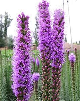 <p>highest flower blooms first, alternate flowers, <em>early to mid successional</em></p>