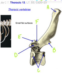 <p>B</p>