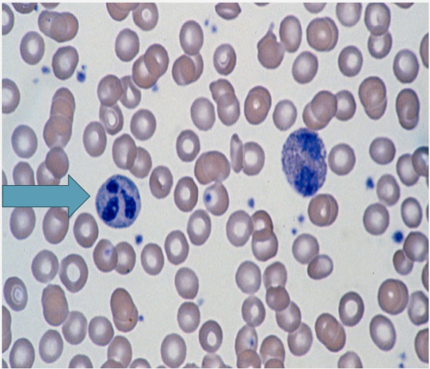 <p>Identify the blood formed element</p>