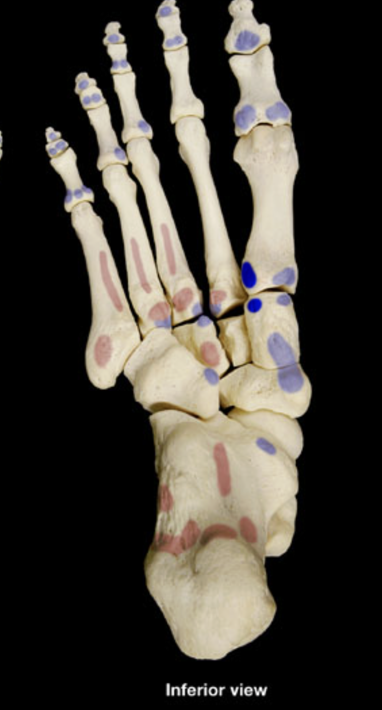 <p>fibularis longus insertion</p>