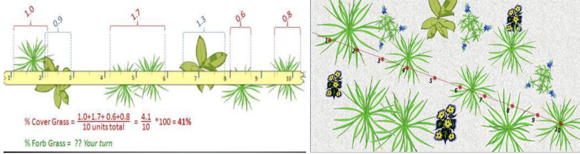 <ul><li><p><span style="background-color: transparent;">Line or point intercept, densiometer, quadrats for understory vegetation</span></p><ul><li><p><span style="background-color: transparent;">Visual/ocular estimates</span></p></li><li><p><span style="background-color: transparent;">Ex. Line Intercept</span></p><ul><li><p><span style="background-color: transparent;">1) Lay out tape measure</span></p></li><li><p><span style="background-color: transparent;">2) Walk the line and mark the start and end on the measure where plant canopy cover crosses above/intersects the line</span></p></li><li><p><span style="background-color: transparent;">3) Calculate percentage canopy cover based on how much of the total length of tape was under canopy</span></p></li></ul></li></ul></li></ul><p></p>