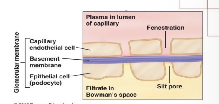 <p>Fenestrated endothelium, basement membrane, and podocyte pedicels.</p>