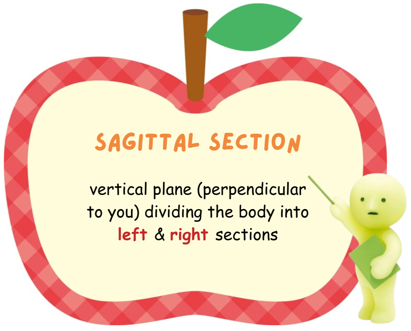 <p>sagittal section</p>