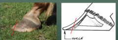 <p>with long toe, where does the force shift too</p>
