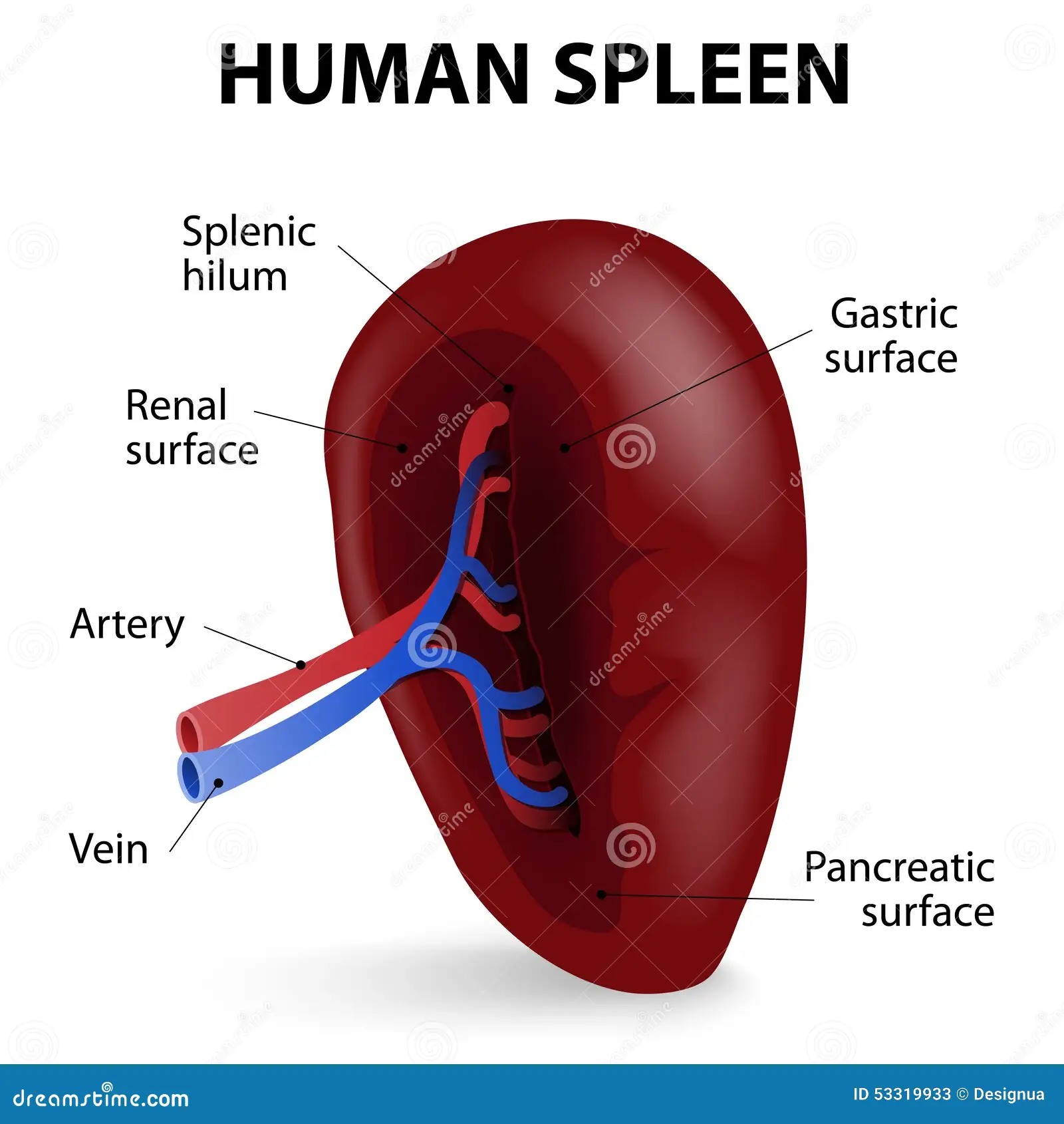 <p>What is the organ and the system?</p>