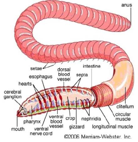 <p>earthworm labeling</p>
