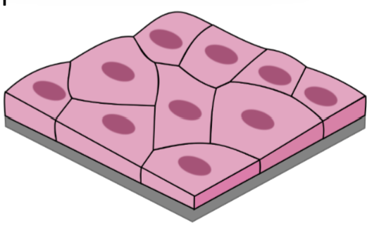 <p>Epithelial tissue: Cells are linked and nonmotile to act as a … (2)</p>