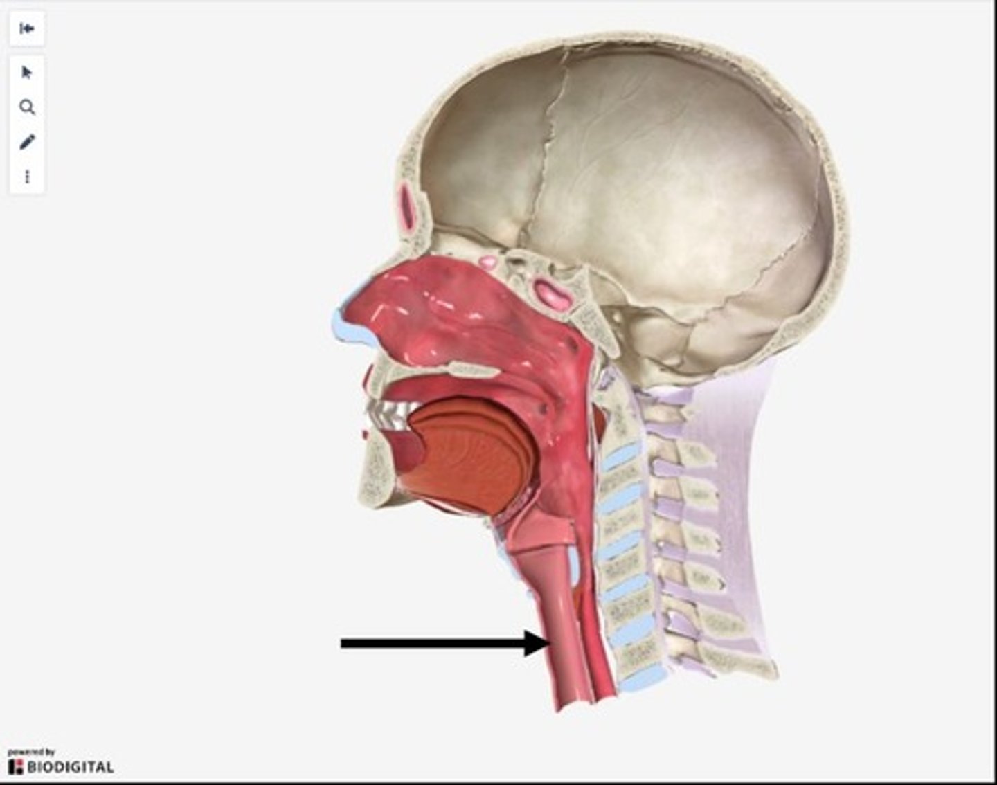 <p>The larynx, or voice box, is a hollow tube in the neck that helps with breathing and sound production.</p>