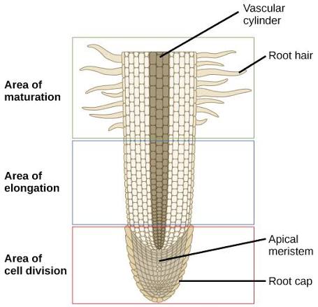 <p><strong><u>Root</u></strong><u> </u><strong><u>hairs</u></strong>: Outgrowths of epidermal cells on tips of roots. Improves water uptake due to higher surface area<u><br></u><strong><u>Root</u></strong><u> </u><strong><u>tip</u></strong>: Very end of root. <br><u>3 regions</u>: Region of cell division (new undifferentiated cells made), of elongation (cells grow, also lengthening root), and of maturation (differentiates into e.g. xylem, phloem, or root hairs).</p><p><strong><u>Root cap</u></strong>: Mass of parenchyma cells at VERY end of root that protects it from damage. Also secretes “<strong>mucilage</strong>” to help it grow more smoothly into the soil. Helps with gravity perception. </p>