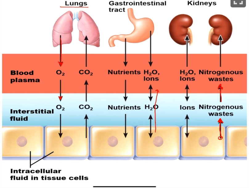 <p>Water leaves the cell</p>