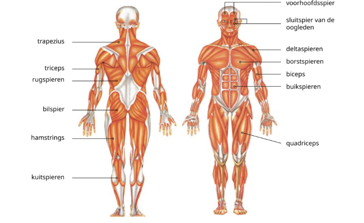 <p>Wat is nummer 1 </p>