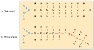 <ul><li><p>saturated FA= only single bonds between carbon atoms; means they can pack closer together as all straight; fats at room temp</p></li><li><p>mono/polyunsaturated FA= means there is at least one double bond between carbon atoms; causes a kink in the chain and so cannot pack as close together</p><ul><li><p>oils at room temperature </p></li></ul></li></ul><p></p>