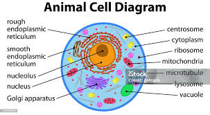 <ul><li><p>Store food or water in the cell</p></li><li><p>In plant cells, they fill up with water and provide a lot of structural support</p></li><li><p>You can tell them apart from lysosomes because they are typically bigger</p></li></ul><p></p>