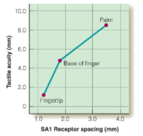 <p>high density of <u>Merkel receptors (SA1)</u> in the fingertips, meaning tactile acuity is <u>greatest</u> in the fingertips</p><p>__</p><p>true (where different areas have different sensitivities for two-point acuity/threshold tasks)</p><ul><li><p><strong><u>receptor density</u> </strong>&amp; <strong><u>size of RFs</u></strong> vary across the body</p></li></ul><p></p>