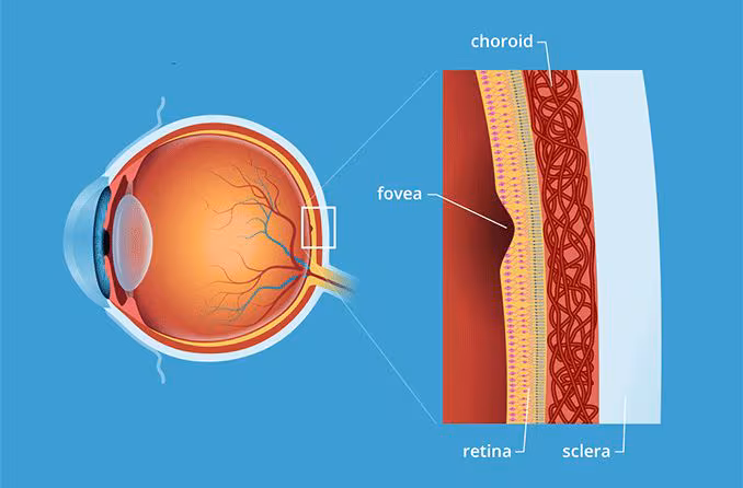 <p>Fovea centralis </p>