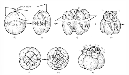 <p>determinate development of cells</p>