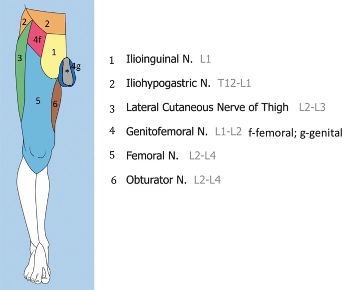 <p>Muscles of the anterolateral abdominal wall; skin of the posterolateral gluteal region and pubic region.</p>