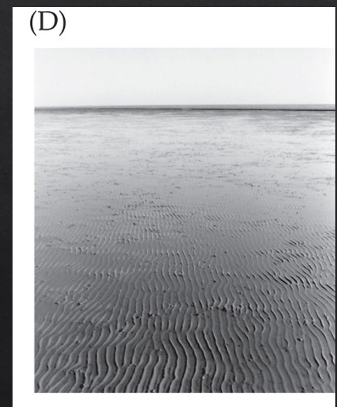 <p>Parasites can alter physical environments</p><p>Corophium is an ecosystem engineer in mudflat- burrows to prevent erosion</p><p>Trematodes can drive Corophium to extinction increased erosion)</p><p></p>