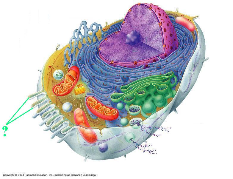 <p>Identify the indicated cellular organelles</p>
