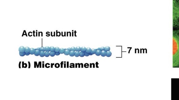 <p>Actin filaments Just below cell membrane</p><p>create contractile FORCES for</p><p>MOVEMENT </p>